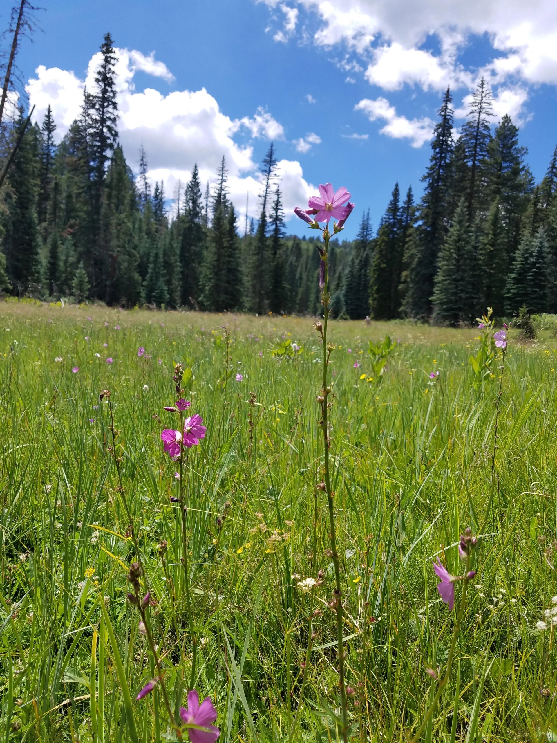 Wildfire emergency preparedness in mountain forest